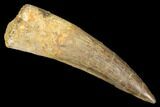 Spinosaurus Tooth - Real Dinosaur Tooth #181857-1